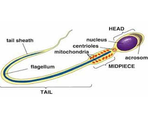 广州两公司违法宣传海外代孕生子被查,广州找女人代孕电话-欧易_怎么代怀