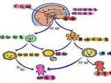成都大学生代孕,广东做试管婴儿医院排名前五的有哪些？_沧州供卵机构_成都西