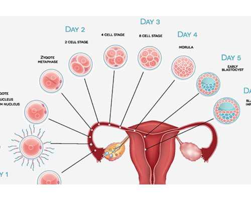 成都地下供卵试管，成都哪里可以供卵