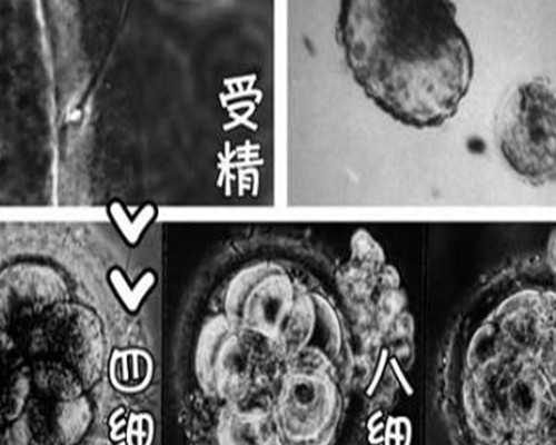 上海供卵试管供卵助孕生子机构排名,附助孕机构一览!