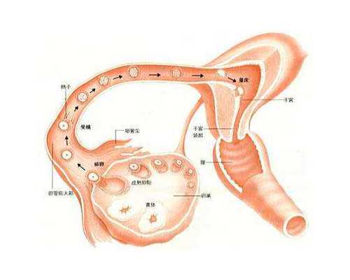 成都代孕对女性的危害,成都做试管排名,成都最好的做试管