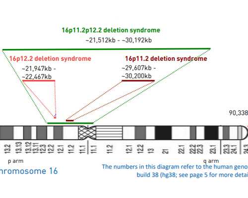 在成都地下供卵,成都供卵公司