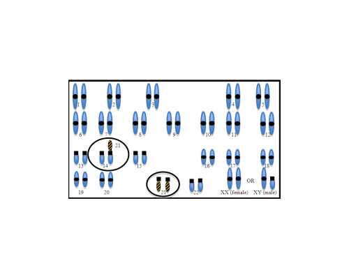 成都代孕目前在能做吗,成都地下供卵试管（成都哪里可以供卵）
