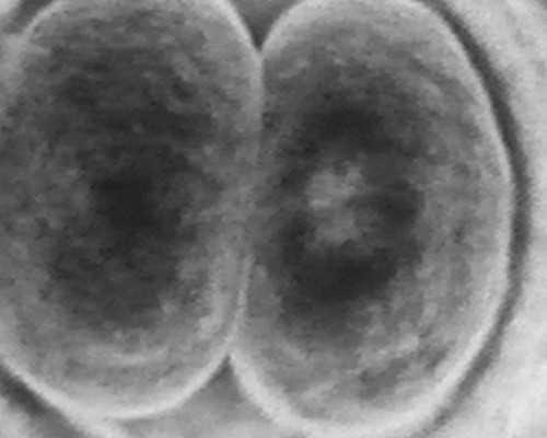 成都专业试管代怀,2024洛阳市妇幼保健院做供卵试管的成功率高吗？-上海供卵试